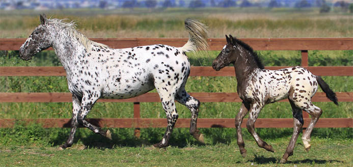Sugar and Marengo
